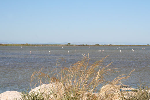 Photo Camargue