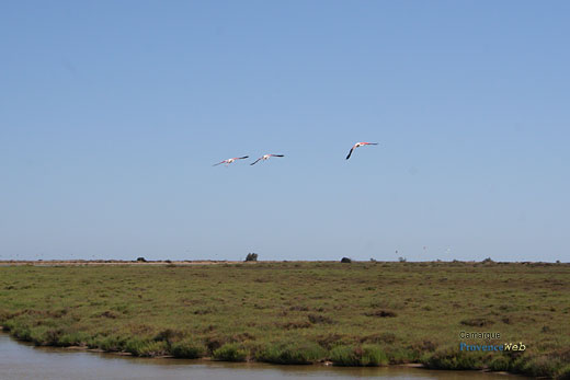 Photo Camargue