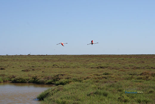 Photo Camargue