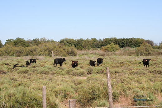 Photo Camargue