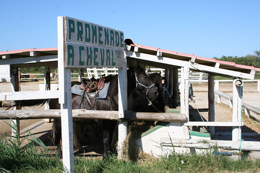 Photo Camargue