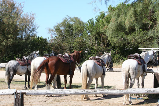 Photo Camargue