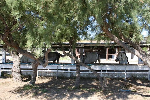 Photo Camargue