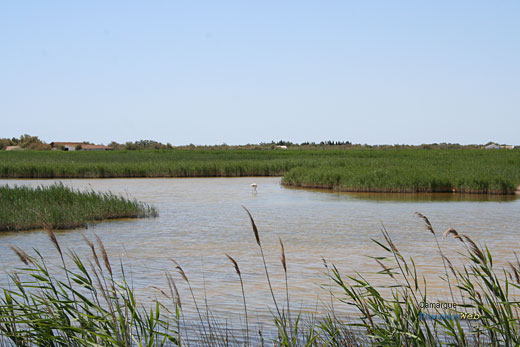 Photo Camargue