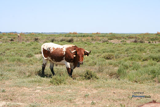 Photo Camargue