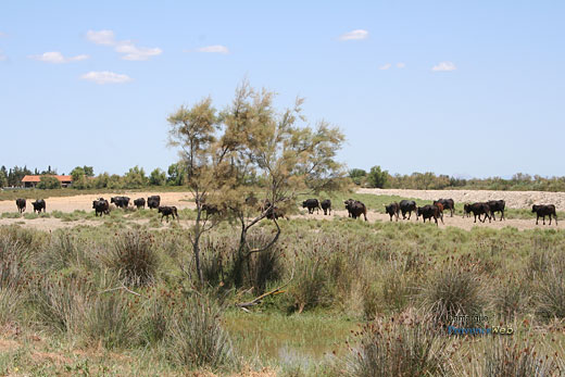 Photo Camargue