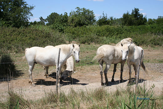 Photo Camargue