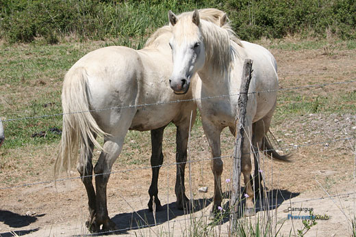 Photo Camargue