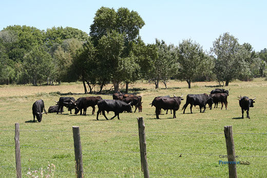 Photo Camargue