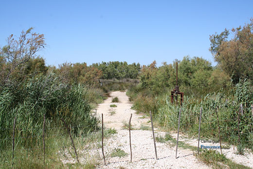 Photo Camargue