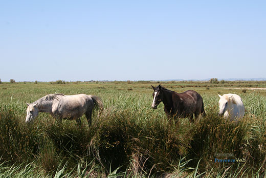 Photo Camargue