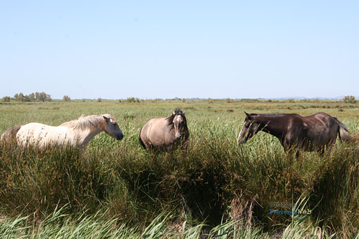 Photo Camargue