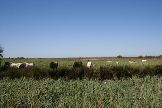 Photo Camargue