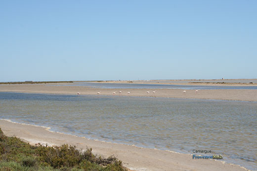 Photo Camargue