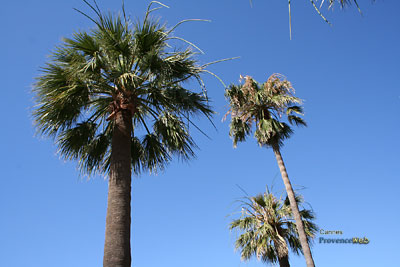 Photo Cannes