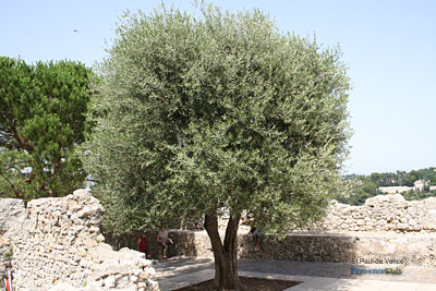 Photo Saint Paul de Vence