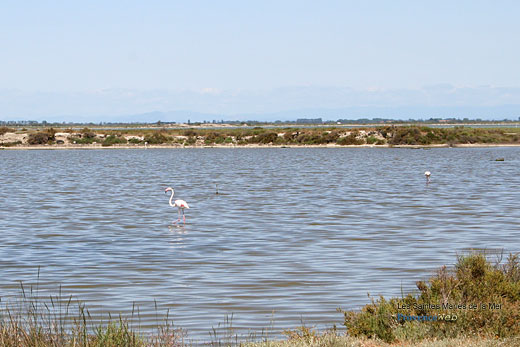 Photo Saintes-Maries-de-la-Mer